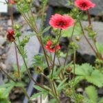 Potentilla nepalensis bloeiende rode aardbeiganzerikplant met groen blad.
