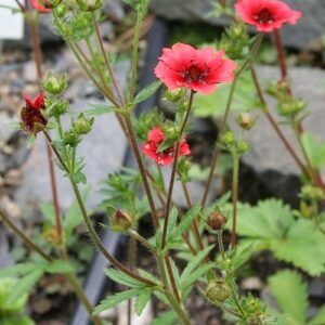 Potentilla nepalensis bloeiende rode aardbeiganzerikplant met groen blad.