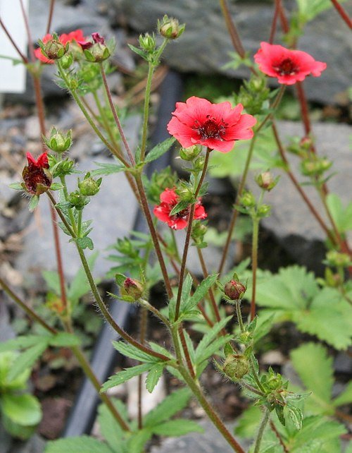 Potentilla nepalensis bloeiende rode aardbeiganzerikplant met groen blad.