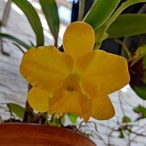 Gele en oranje Potinara orchideebloemen in zonnige setting.