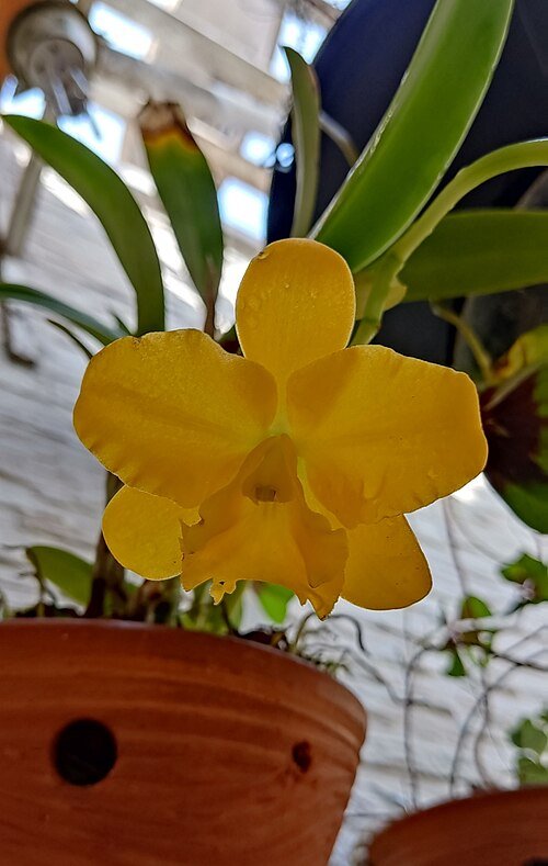 Gele en oranje Potinara orchideebloemen in zonnige setting.