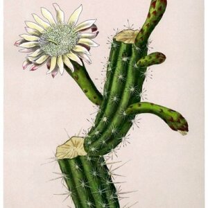 Praecereus cactus met helder groene stelen en witte bloemen.
