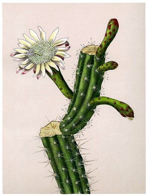 Praecereus cactus met helder groene stelen en witte bloemen.