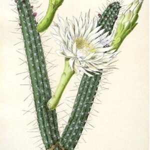 Praecereus saxicola cactus met paarse bloemen en stekelige stengels.