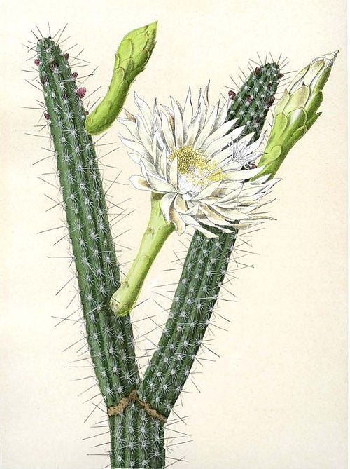 Praecereus saxicola cactus met paarse bloemen en stekelige stengels.