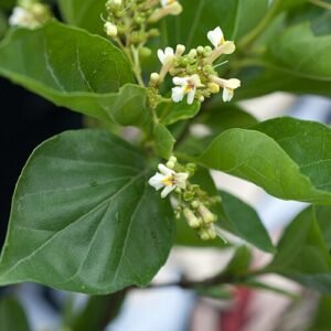Premna microphylla plant met groene bladeren en kleine witte bloemen.