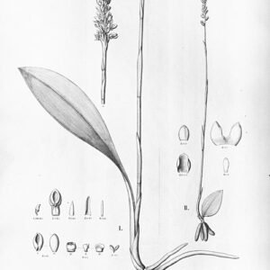 Prachtige Prescottia orchideeën in volle bloei tegen groene bladeren.