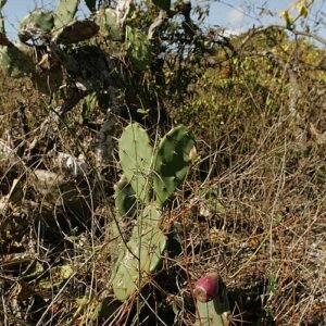 Prickly pear cactus with fruit growing in underbrush - Opuntia oricola.