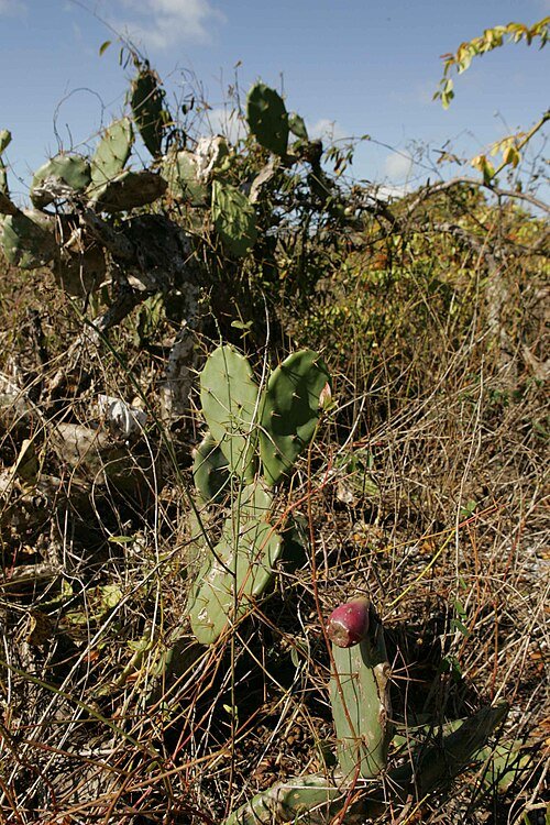 Prickly pear cactus with fruit growing in underbrush - Opuntia oricola.