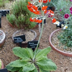 Primula cockburniana bloemen in RHS-tuin Harlow Carr, Yorkshire, Engeland.