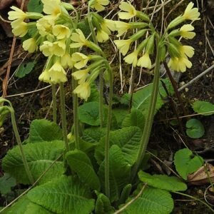 Hoog winterhard Sleutelbloem met gele bloemen en groen blad.