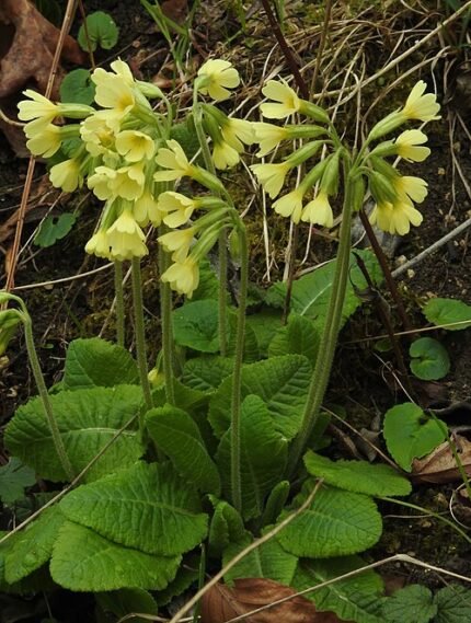 Hoog winterhard Sleutelbloem met gele bloemen en groen blad.