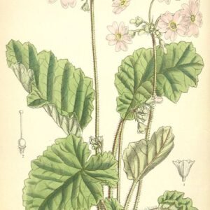 Primula obconica plant met witte bloemen en groen blad.