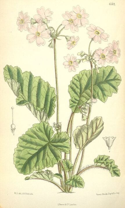 Primula obconica plant met witte bloemen en groen blad.