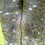 Bark of Ulmus americana 'Princeton' tree with distinctive inclusions.