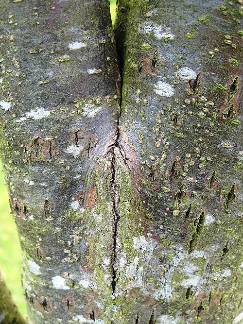 Bark of Ulmus americana 'Princeton' tree with distinctive inclusions.