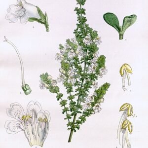 Prostanthera cuneata plant met witte bloemen en groene bladeren.