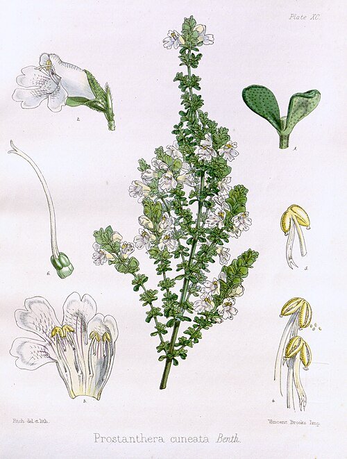 Prostanthera cuneata plant met witte bloemen en groene bladeren.