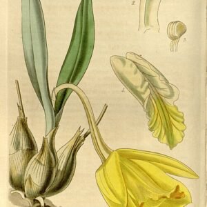 Gele en oranje bloeiende Orchidee Prosthechea citrina.