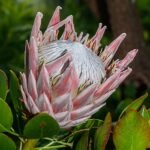 Prachtige roze Protea cynaroides bloem in Wilhelma tuin.
