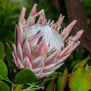 Prachtige roze Protea cynaroides bloem in Wilhelma tuin.