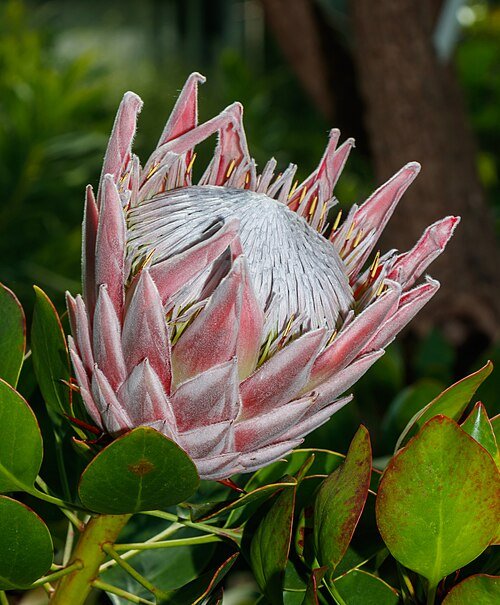 Prachtige roze Protea cynaroides bloem in Wilhelma tuin.