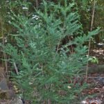 Prumnopitys andina boom met groene naalden en kegelvormige vruchten.