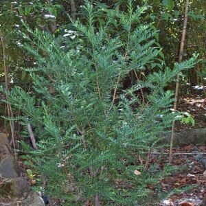 Prumnopitys andina boom met groene naalden en kegelvormige vruchten.