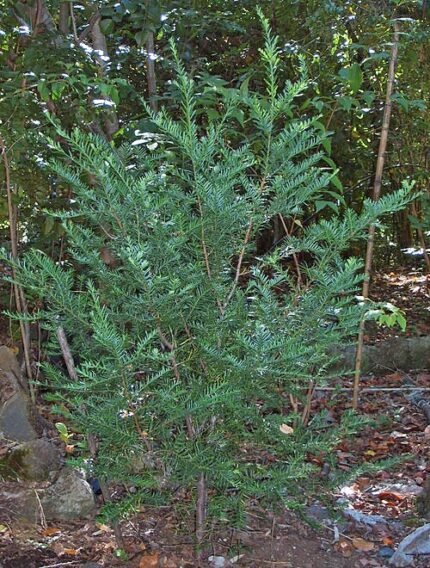 Prumnopitys andina boom met groene naalden en kegelvormige vruchten.