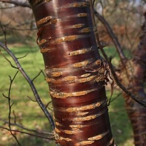 Prunus canescens bast van jonge tak.