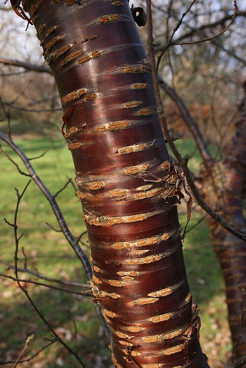Prunus canescens bast van jonge tak.