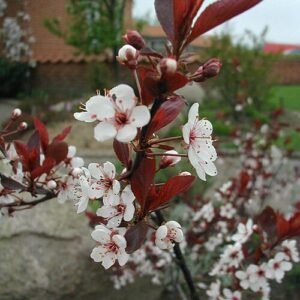 Donkerpaarse Prunus x cistena struik met roze bloemen.