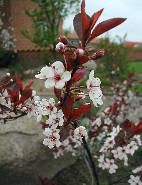 Donkerpaarse Prunus x cistena struik met roze bloemen.