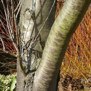 Prunus davidiana schors van Rosaceae in Alba.