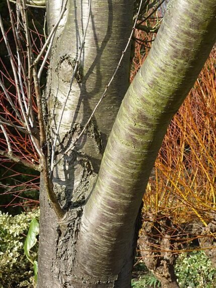 Prunus davidiana schors van Rosaceae in Alba.