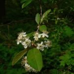 Bloeiende tak van Prunus emarginata met witte bloemen en rode bessen.
