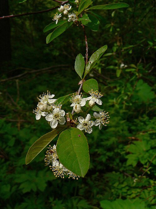 Bloeiende tak van Prunus emarginata met witte bloemen en rode bessen.