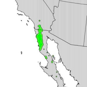 Range map showing distribution of Prunus fremontii in North America.