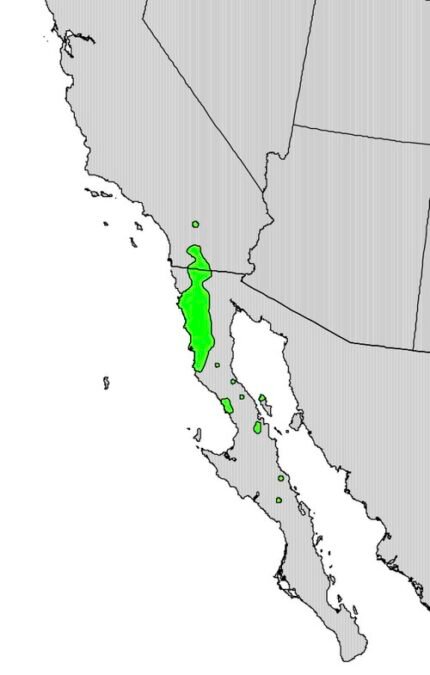 Range map showing distribution of Prunus fremontii in North America.