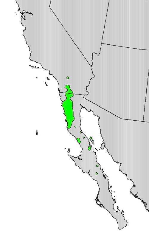 Range map showing distribution of Prunus fremontii in North America.