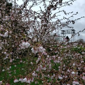 Prunus incisa bloeiende boom in Nymans Garden.