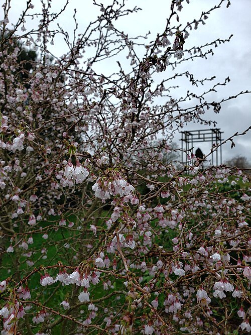 Prunus incisa bloeiende boom in Nymans Garden.