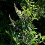 Prunus lusitanica plant met glanzende groene bladeren en rode bessen.