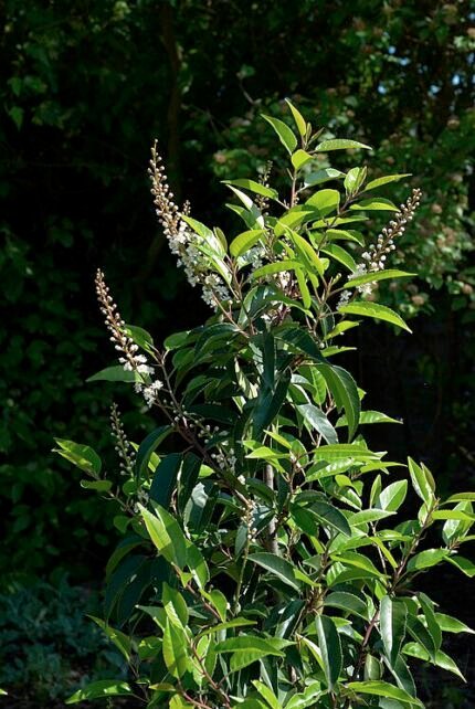 Prunus lusitanica plant met glanzende groene bladeren en rode bessen.