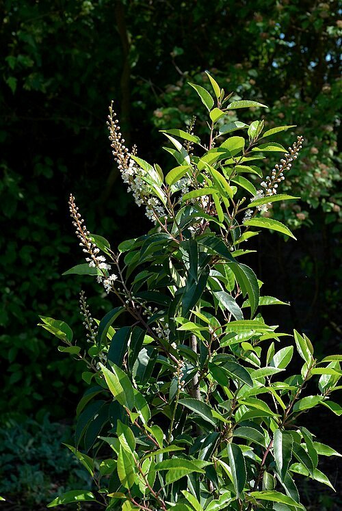 Prunus lusitanica plant met glanzende groene bladeren en rode bessen.