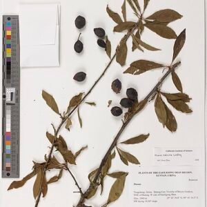 Japanse pruimboom met karakteristieke bladeren en bloesems.