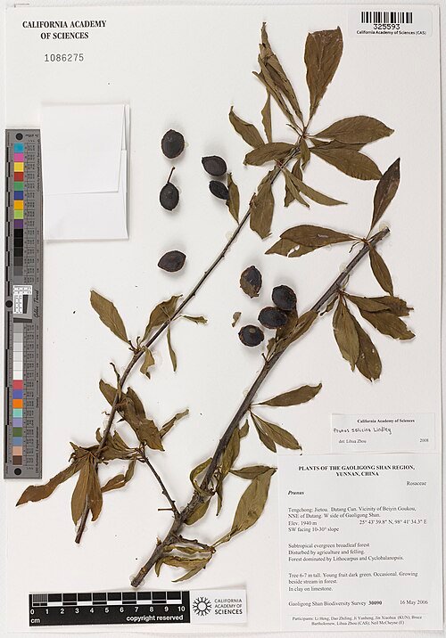 Japanse pruimboom met karakteristieke bladeren en bloesems.