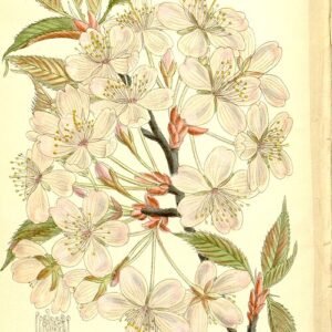 Prunus sargentii boom met roze bloemen en groene bladeren.