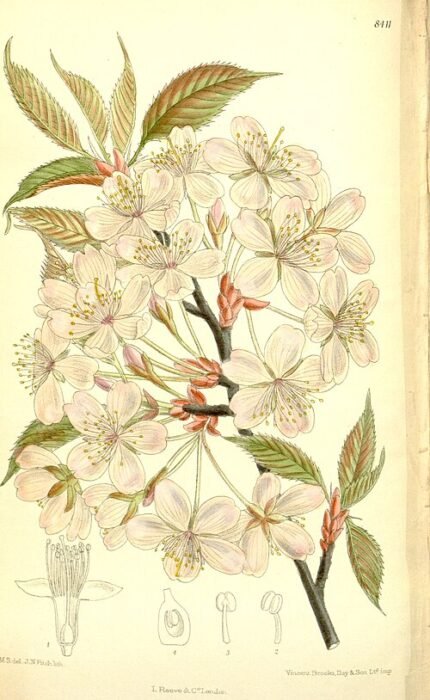 Prunus sargentii boom met roze bloemen en groene bladeren.