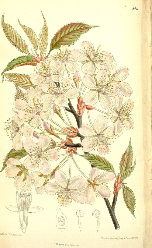 Prunus sargentii boom met roze bloemen en groene bladeren.